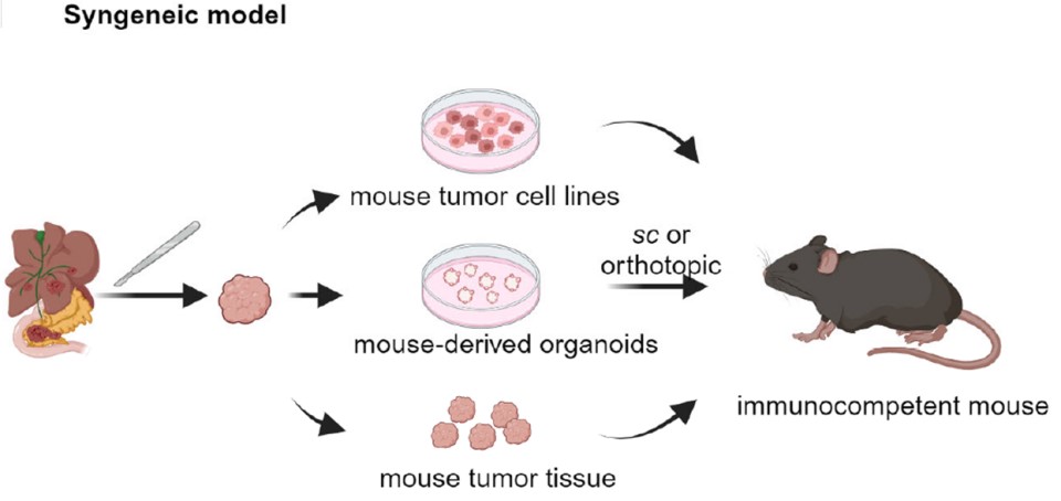 Syngeneic mouse models are established by inoculating mice with compatible tumor cells, either subcutaneously or orthotopically. (OA Literature)
