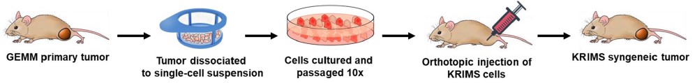 Establishment of a K-Ras-Induced Mouse Sarcoma (KRIMS) Tumor Model. (OA Literature)