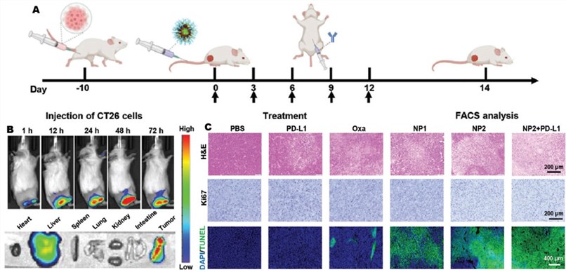 The CT26 syngeneic mouse model. (OA Literature)