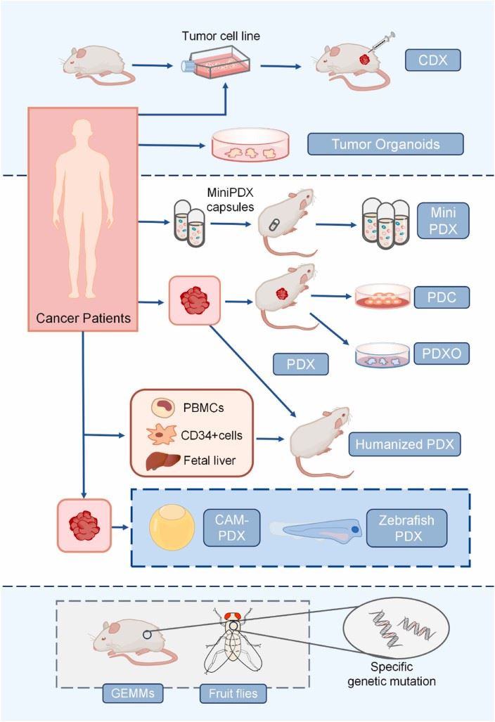 Diagram of different preclinical tumor models. (OA Literature)