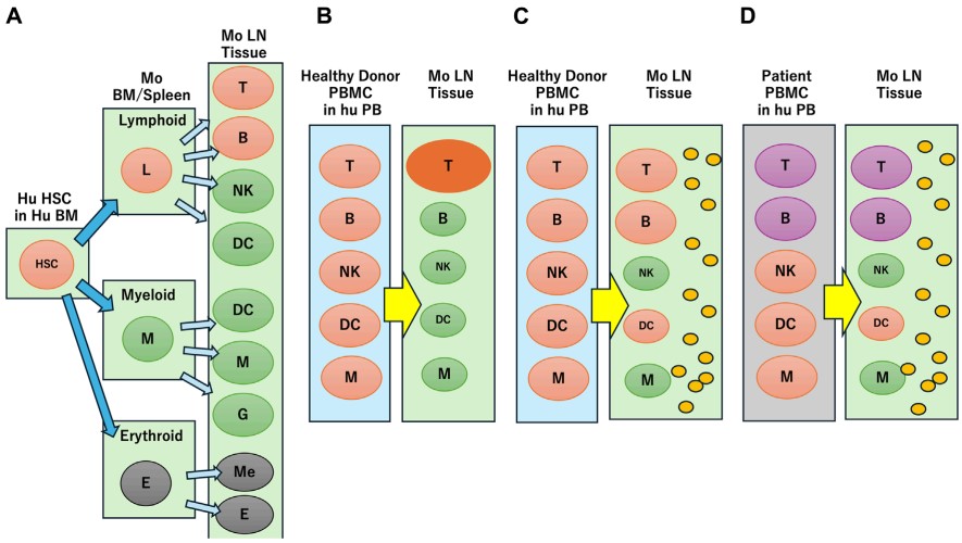 Reconstitution of the Human Immune Spectrum in Humanized Mice. (OA Literature)
