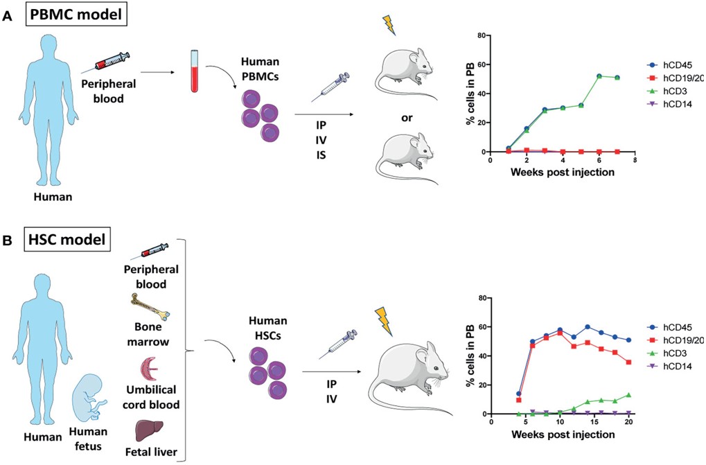Models of humanized immunity in mice. (OA Literature)