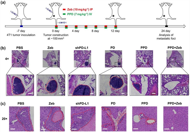 The 4T1 triple-negative breast cancer model. (OA Literature)