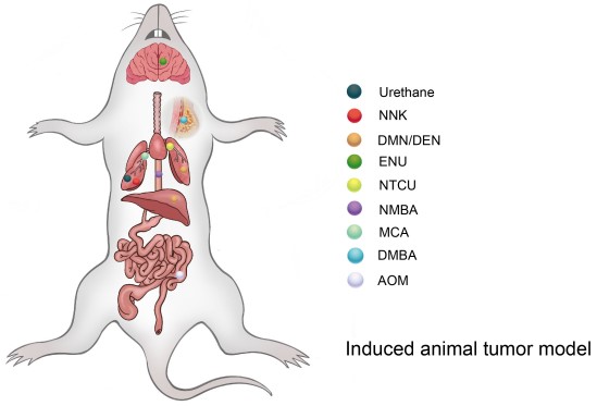 Different types of carcinogens. (OA Literature)