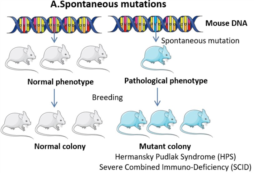 Spontaneous animal tumor model. (OA Literature)