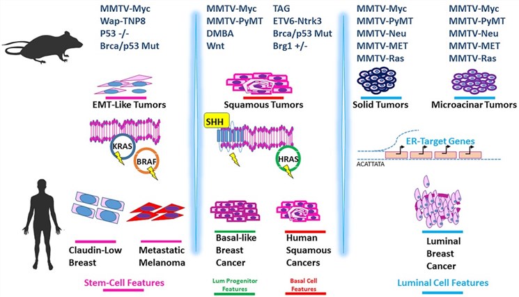 A summary of the similarities detected across different cancer types. (OA Literature)