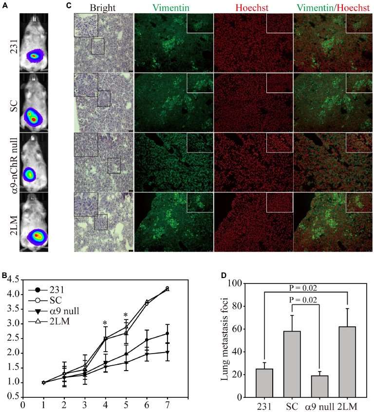 A spontaneous lung metastasis mouse model. (OA Literature)