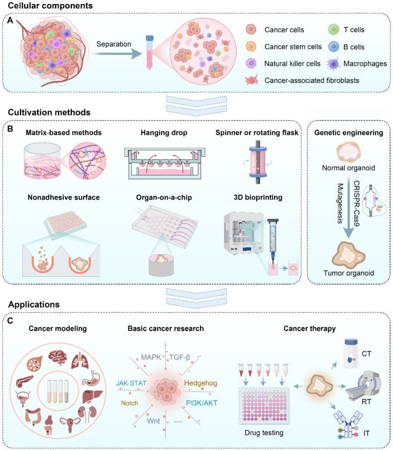 Tumor organoid construction methods and applications in cancer research and therapy. (OA Literature)