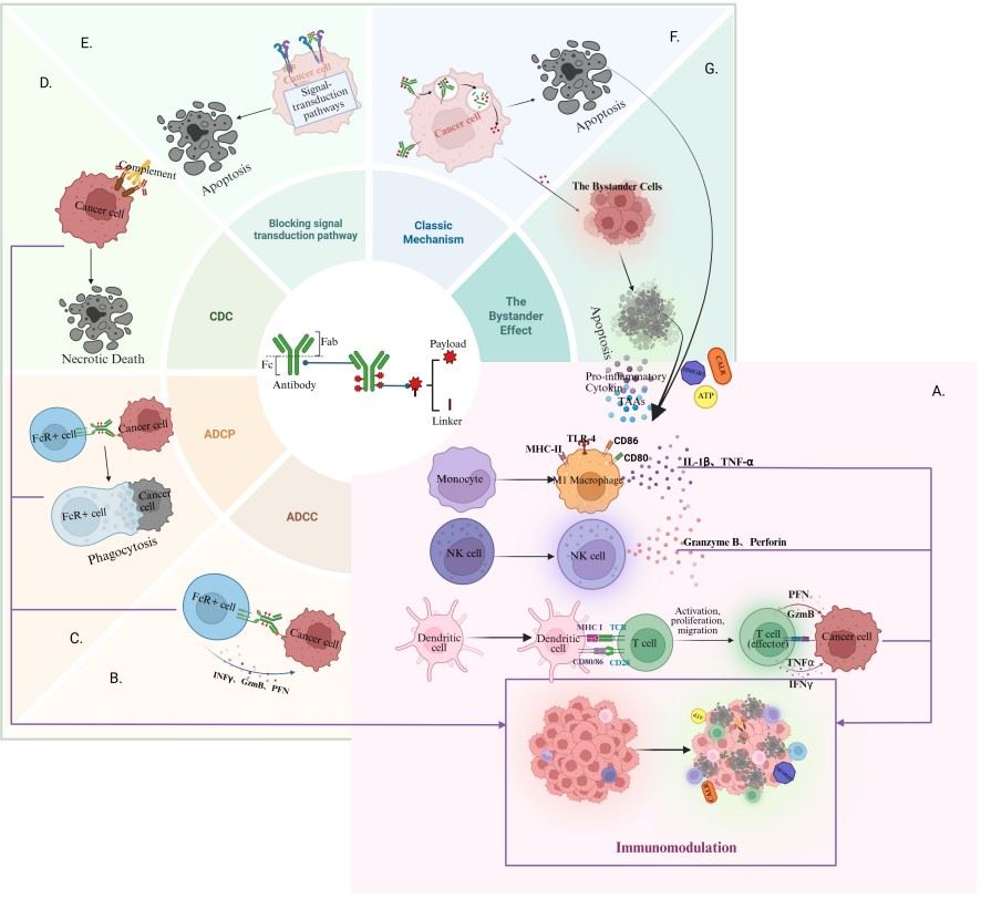 The mechanisms of ADCs. (OA Literature)