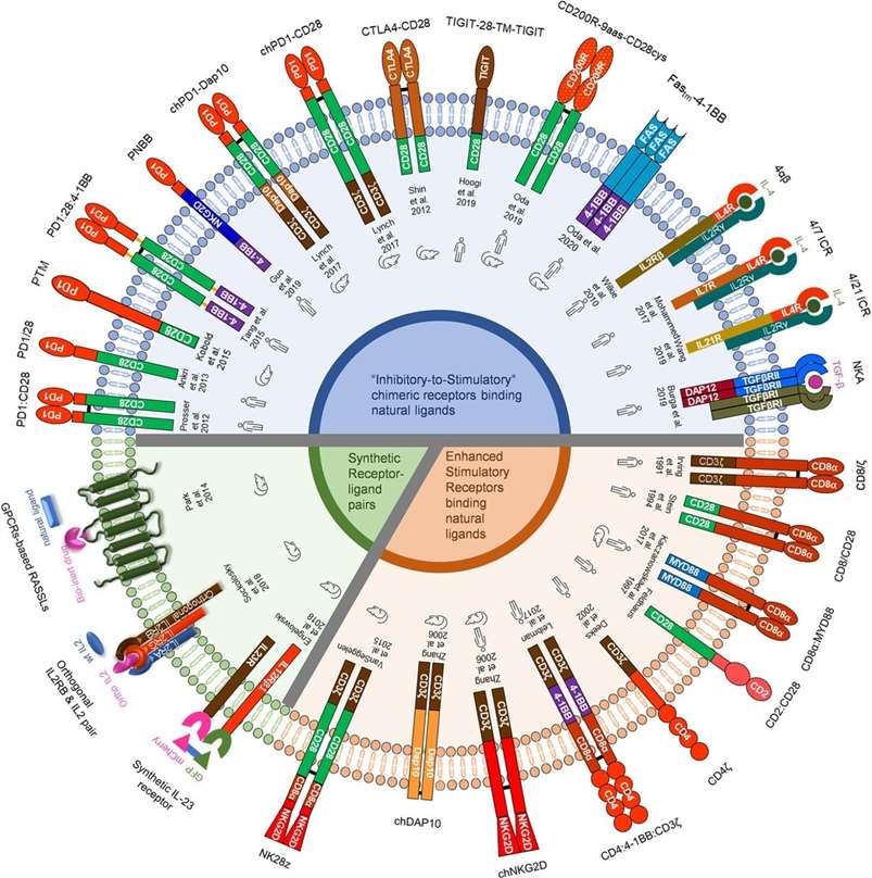 Illustrations of non-antigen based chimeric receptors for engineering T cells. (OA Literature)