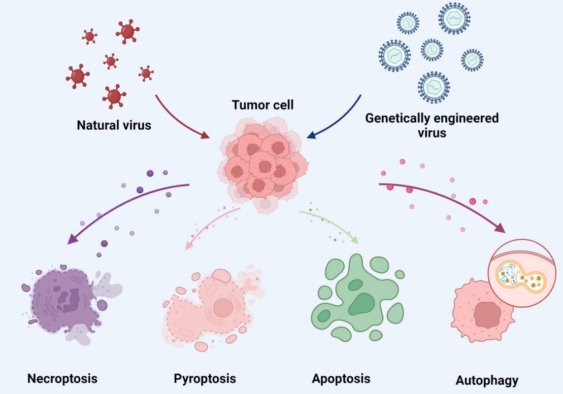Oncolytic viruses induce multiple programmed cell death mechanisms in cancer cells. (OA Literature)