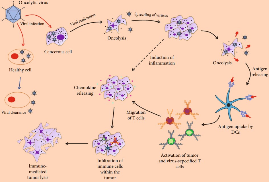 The different effects of oncolytic viruses on various cells. (OA Literature)