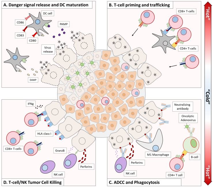 Oncolytic virus therapy activates the immune system. (OA Literature)