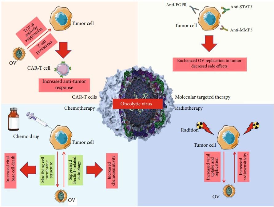 OVs enhance the efficacy of other therapies. (OA Literature)