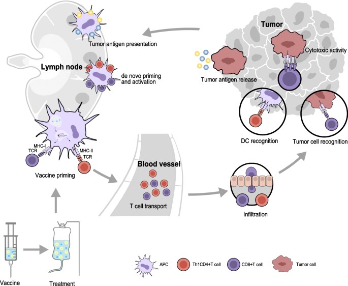 Immune response of cancer vaccines. (OA Literature)