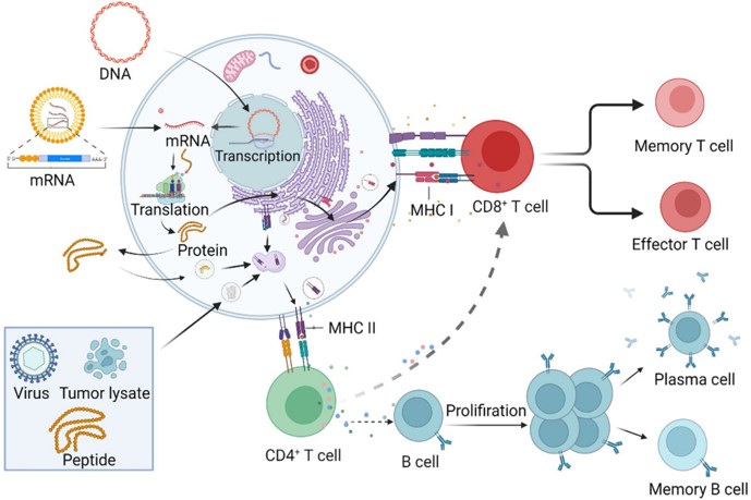 Action of cancer vaccines. (OA Literature)