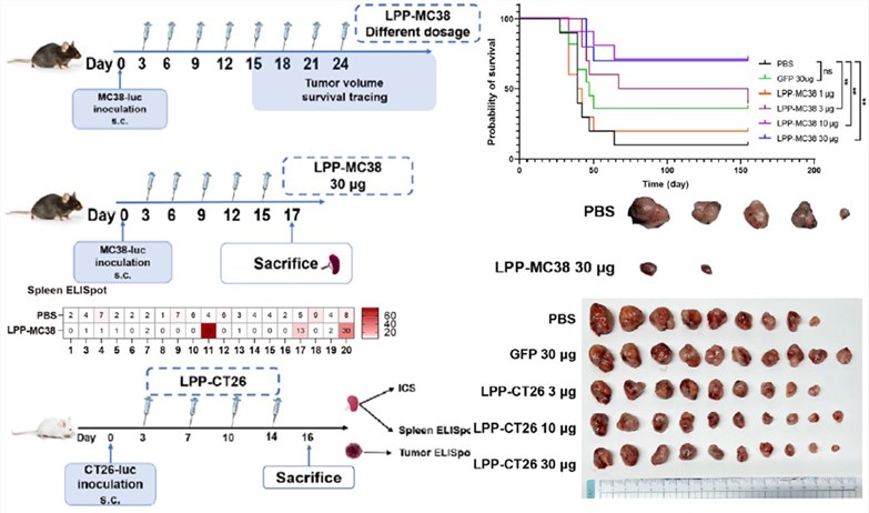The LPP-mRNA vaccine induced neoantigen-specific tumor suppression in both MC38 and CT26 models. (OA Literature)