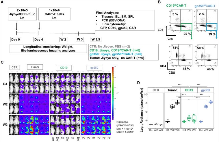 Assessing CAR-T performance in the Daudi xenograft model. (OA Literature)