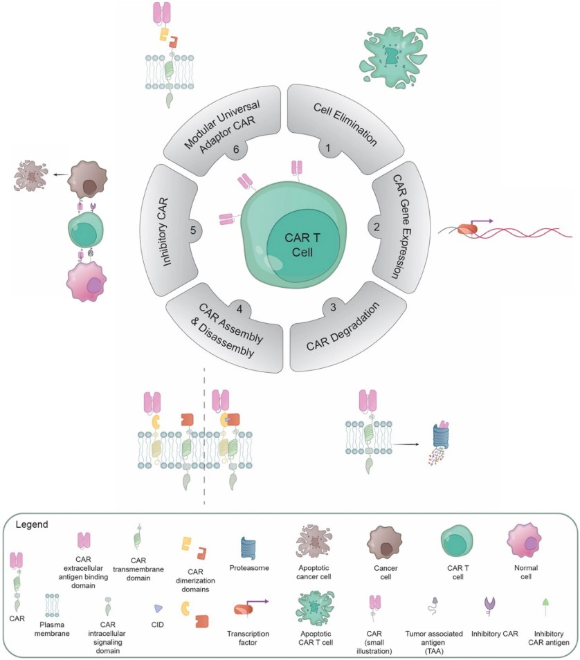 Methods for Controlling and Tuning CAR T Cell Activity. (OA Literature)