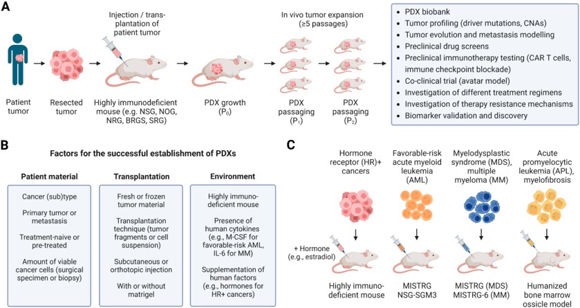 PDX Modeling in Immunodeficient Mice. (OA Literature)