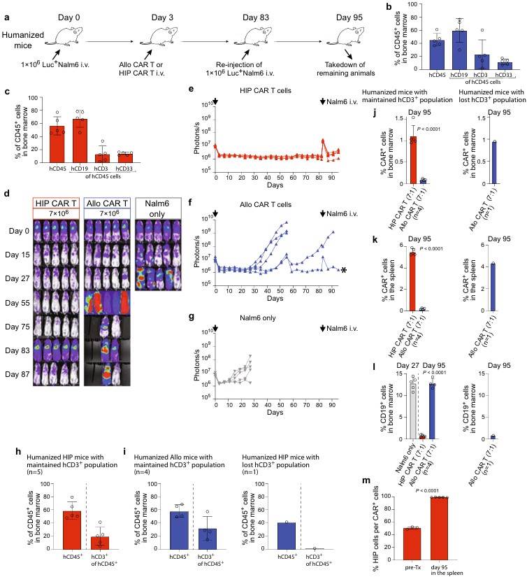 After an 83-day latency period, HIP CAR T cells effect a swift and complete clearance of re-injected tumor cells within the fully immunocompetent allogeneic humanized mouse model. (OA Literature)