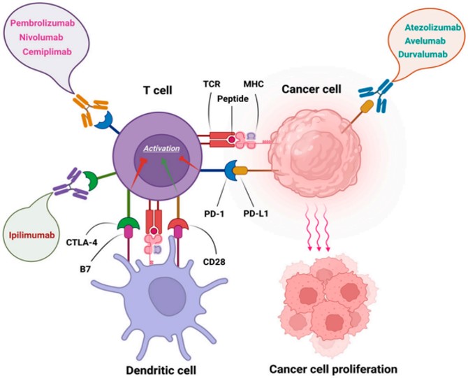 Agents that block signals tumors use to hide from the immune system. (OA Literature)