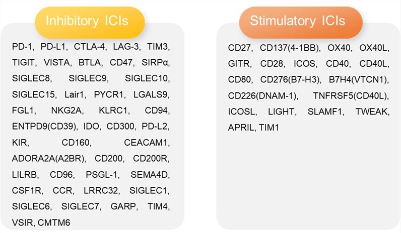 A Schematic of Major Co-stimulatory and Co-inhibitory Molecules on Immune Cells. (Creative Biolabs Original)