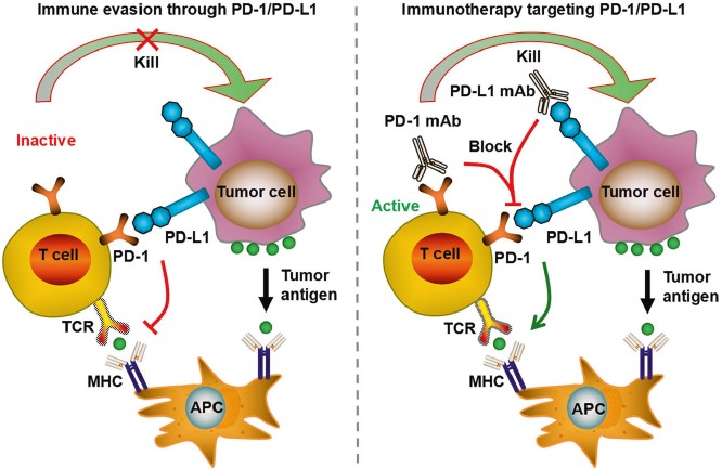 The PD-1/PD-L1 pathway mediates tumor immune escape. (OA Literature)