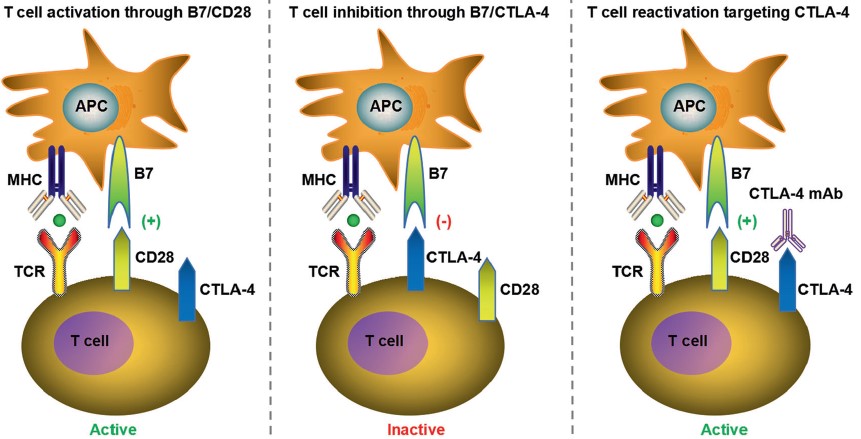 The inhibitory mechanism of the CTLA-4 checkpoint. (OA Literature)
