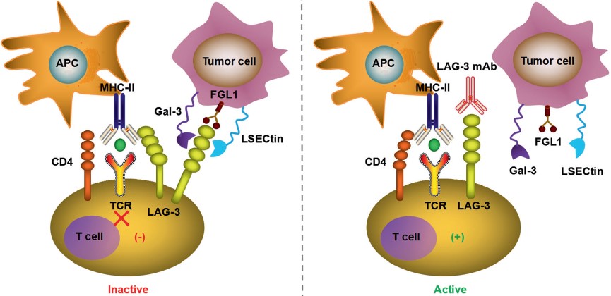 A key inhibitory pathway: The LAG-3 receptor binding to MHC Class II. (OA Literature)