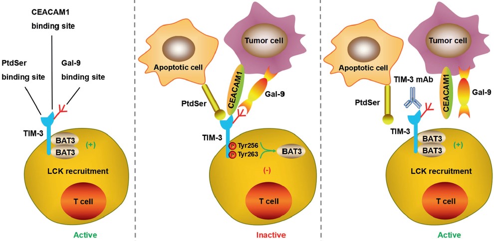 The diverse ligands of the TIM-3 immune checkpoint. (OA Literature)