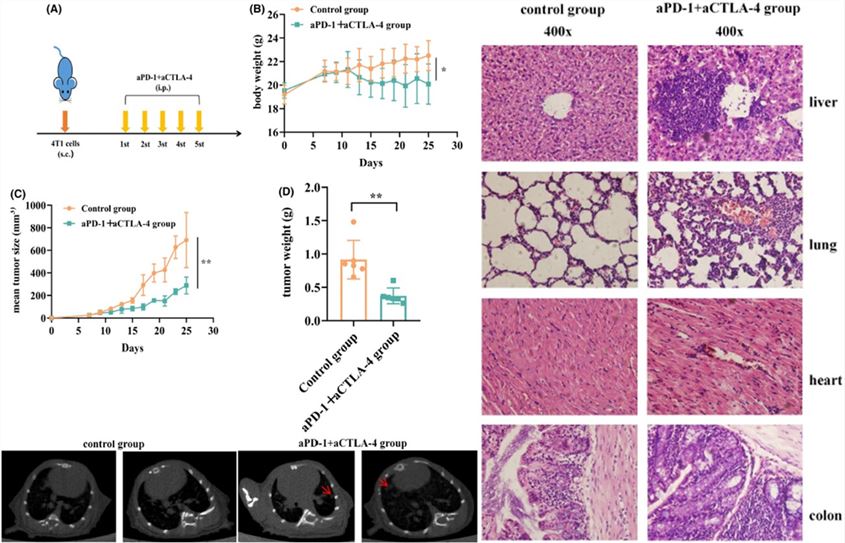The 4T1 mouse model efficacy results. (OA Literature)