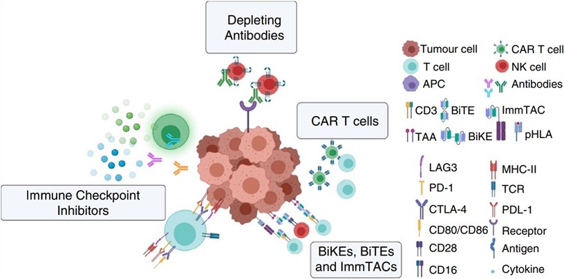 Existing immunotherapy regimens function by selectively boosting the requisite immune effector pathways. (OA Literature)
