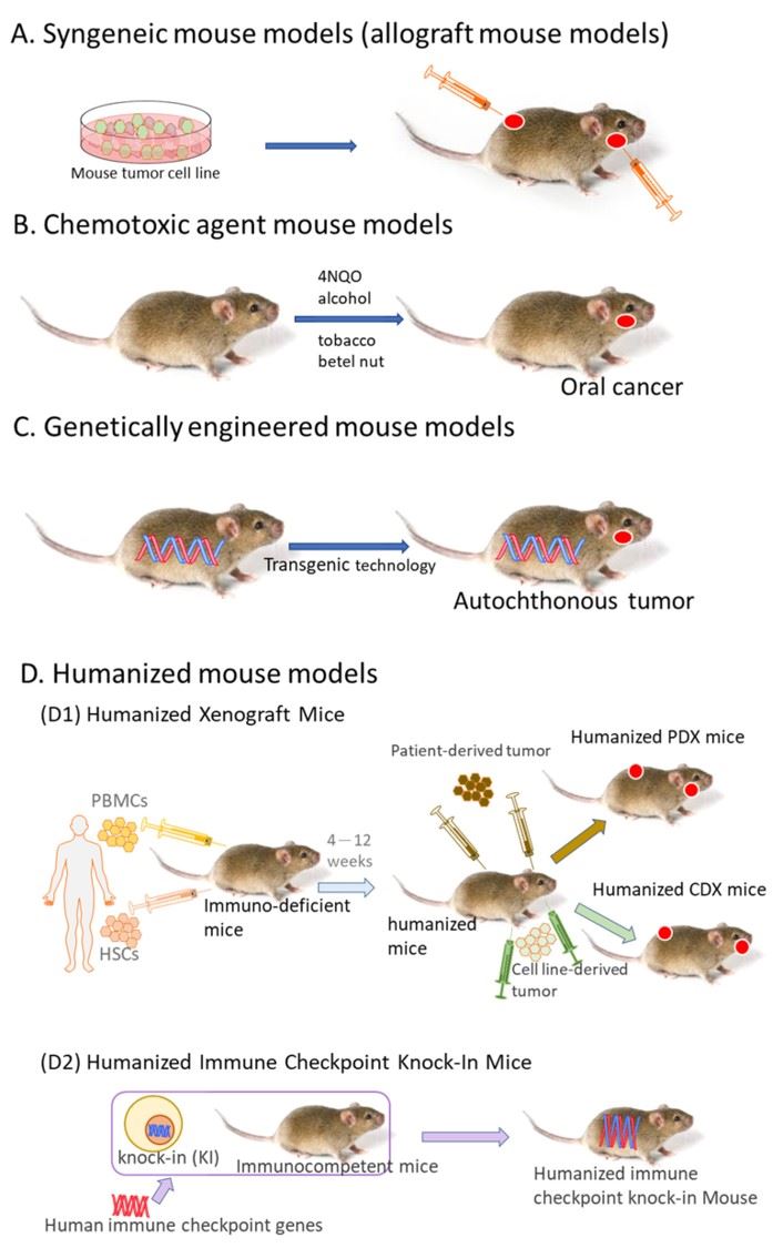 Murine Systems for Immunotherapy Assessment. (OA Literature)