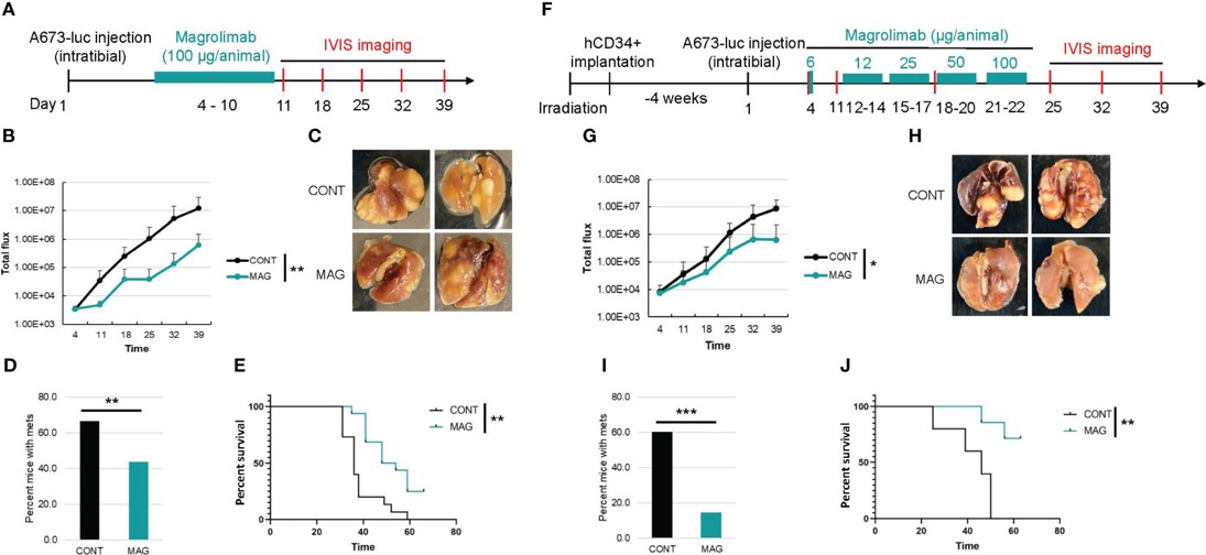 Efficacy Comparison of CD47 Blockade in Orthotopic ES Models with and without a Human Immune System. (OA Literature)