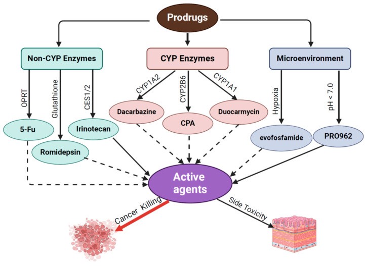 Illustration of Chemotherapy Prodrugs. (OA Literature)