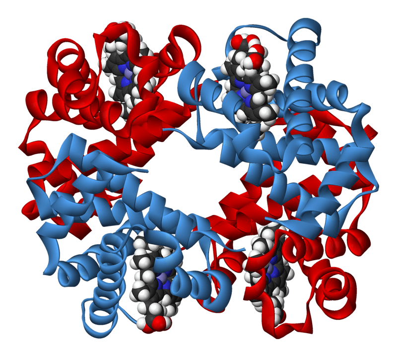 Virtual High Throughput Screening. (https://commons.wikimedia.org/wiki/File:Haemoglobin-3D-ribbons-es.jpg)