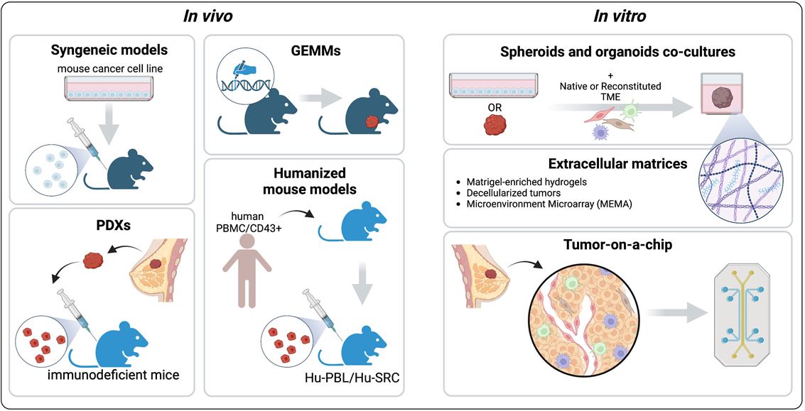 Preclinical models to recapitulate TME. (OA Literature)