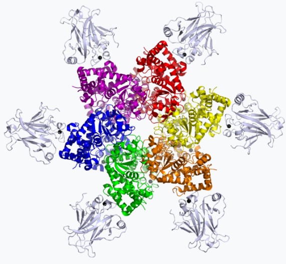 A picture of tumor cells 4. (Creative Biolabs AI)
