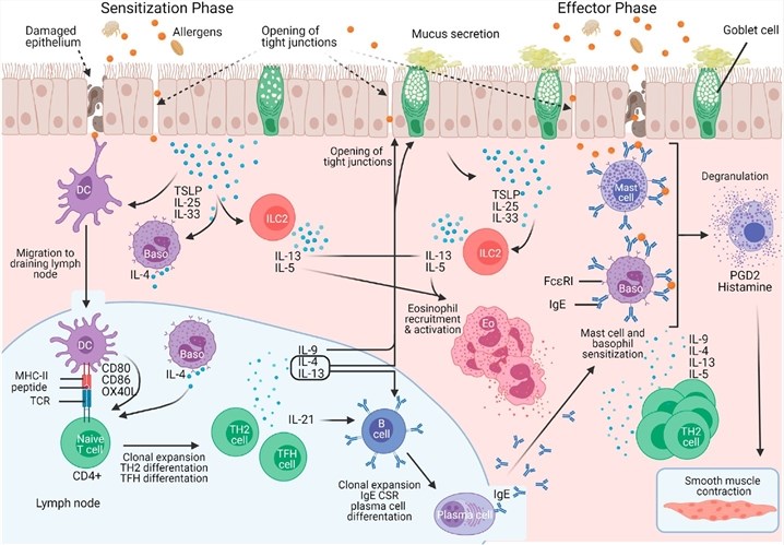Fig.1 Asthma mechanism diagram. (OA Literature)