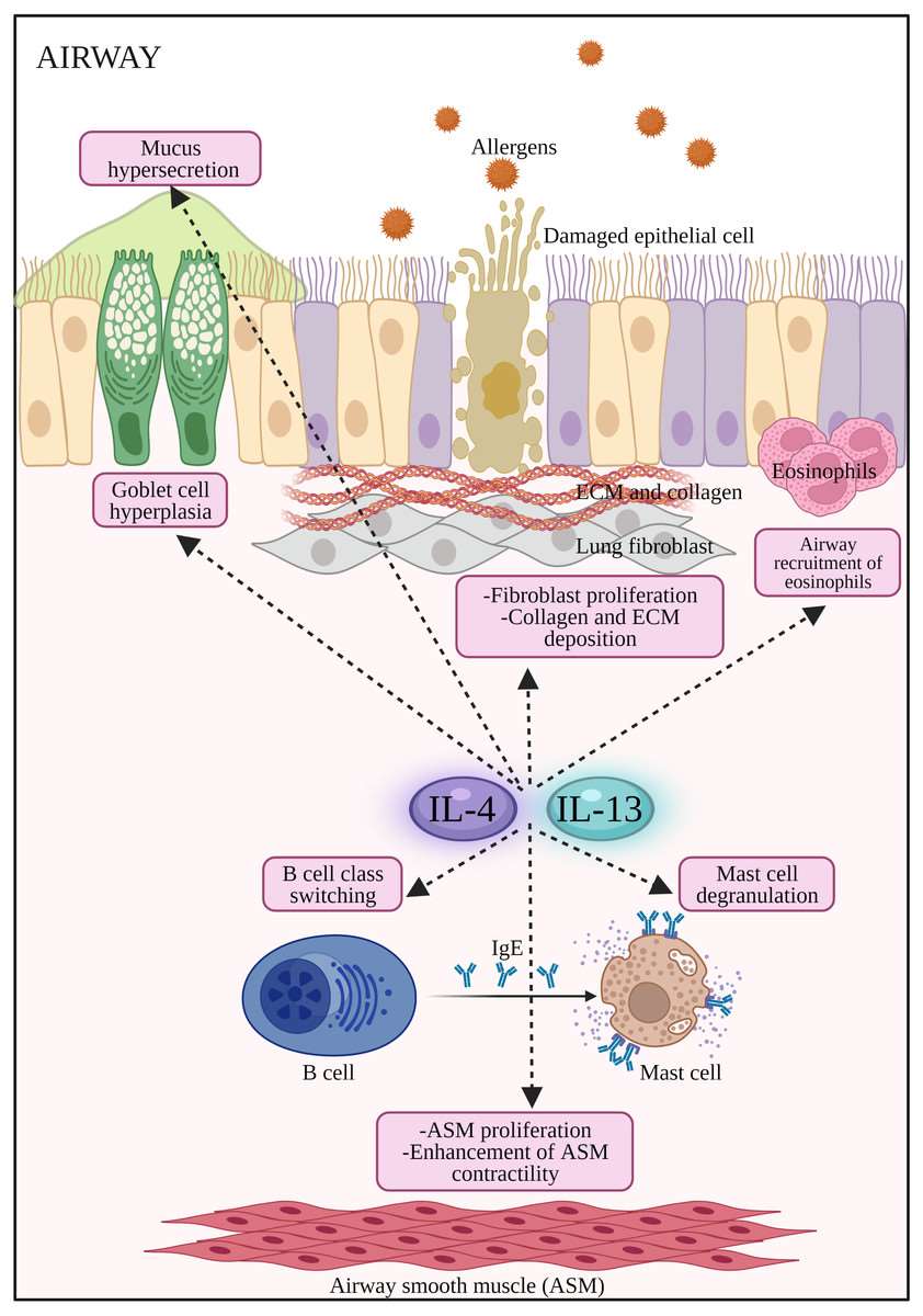 Fig.1 The mechanism of IL-4 and IL-13 in AR and asthma. (OA Literature)