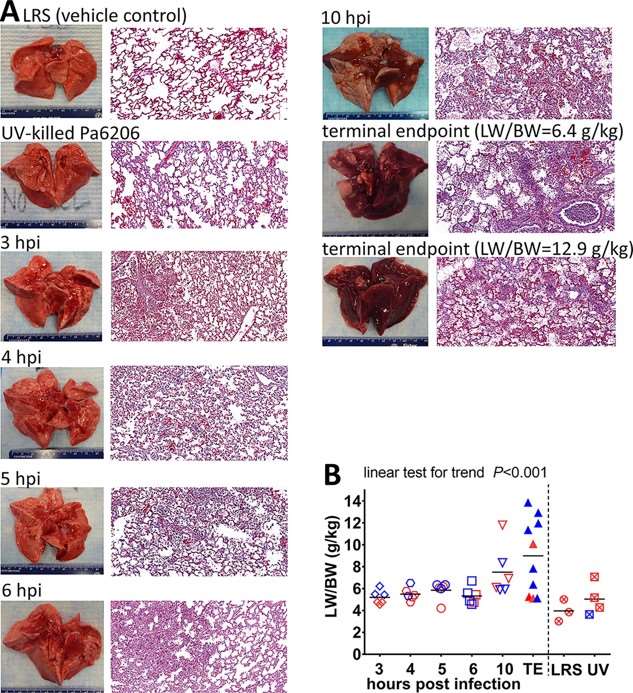 Fig.2 Histological changes in rabbit lungs. (OA Literature)