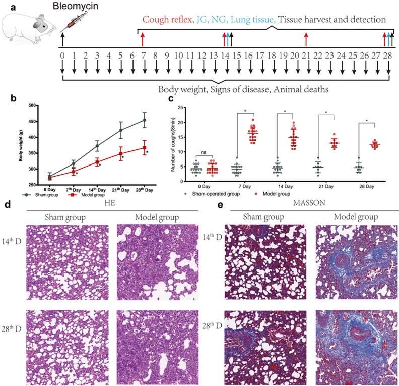 Fig.2 An example of a bleomycin and capsaicin induced model. (OA Literature)