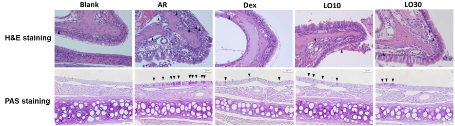 Fig.2 Luteolin inhibits inflammatory response in AR mice. (OA Literature)