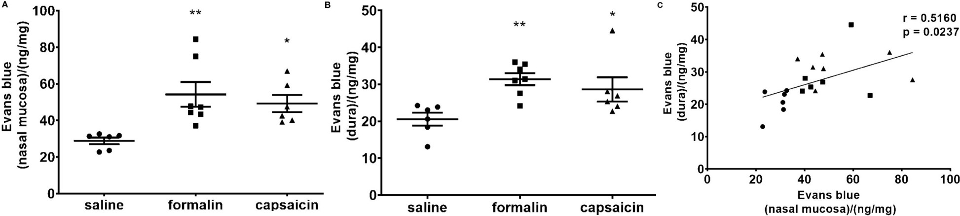 Fig.2 Local stimulation of the deep nasal mucosa by formalin or capsaicin induced plasma protein extravasation in the nasal mucosa and cranial dura mater. (OA Literature)