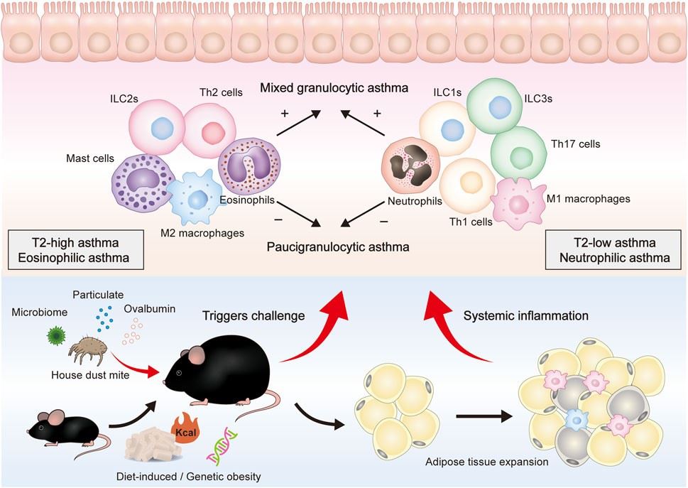 Fig.3 Mechanism of obesity-related asthma model. (OA Literature)