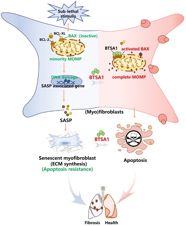 Fig.1 Anti-fibrotic mechanism of the senolytic drug. (OA Literature)