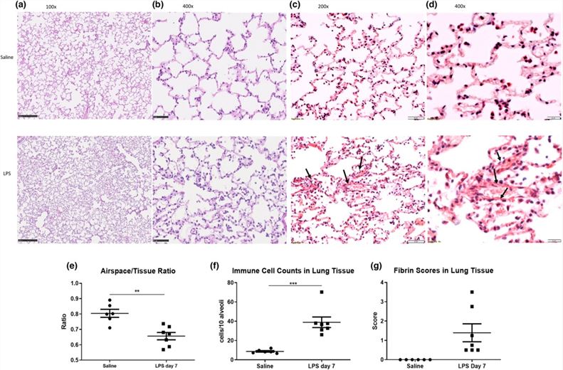 Fig.2 Ferret acute lung injury model. (OA Literature)
