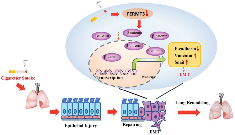Fig.1 Schematic representation for plausible mechanism. (OA Literature)