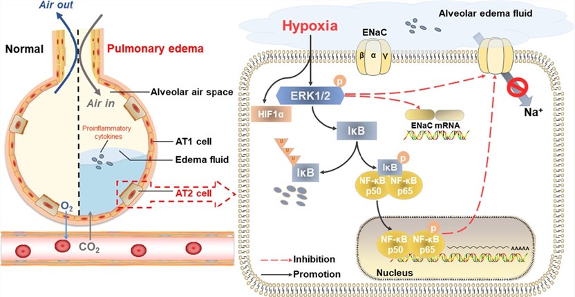 Fig.1 The potential mechanism during hypoxia. (OA Literature)